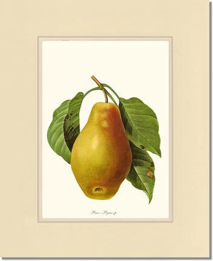 Pear