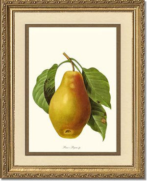 Pear