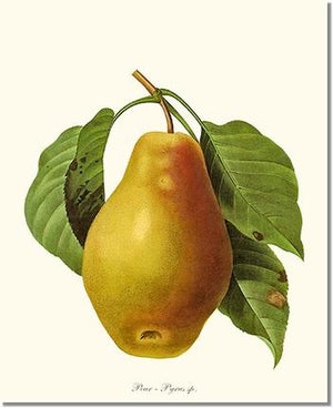 Fruit Print: Pear