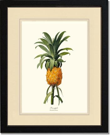 Pineapple | Vintage Redouté's Fruit Wall art print