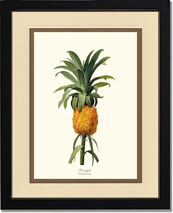 Pineapple | Vintage Redouté's Fruit Wall art print