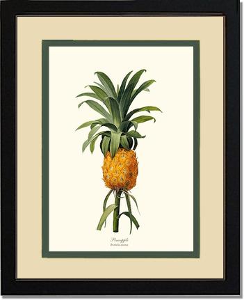 Pineapple | Vintage Redouté's Fruit Wall art print