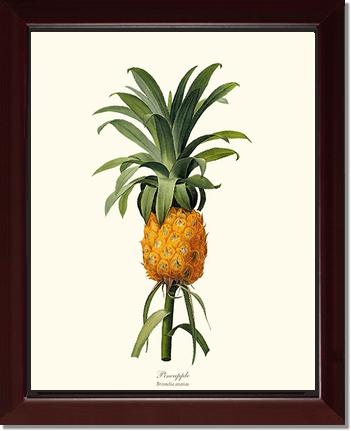 Pineapple | Vintage Redouté's Fruit Wall art print