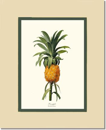 Pineapple | Vintage Redouté's Fruit Wall art print