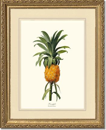Pineapple | Vintage Redouté's Fruit Wall art print