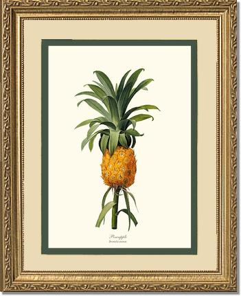 Pineapple | Vintage Redouté's Fruit Wall art print