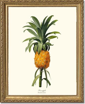 Pineapple | Vintage Redouté's Fruit Wall art print