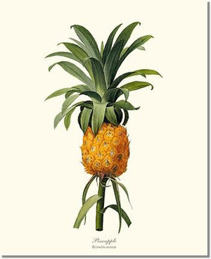 Fruit Print: Pineapple