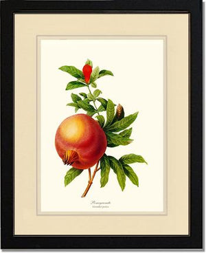 Pomegranate