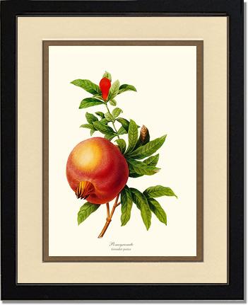 Pomegranate | Vintage Redouté's Fruit Wall art print