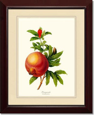 Pomegranate