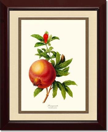 Pomegranate | Vintage Redouté's Fruit Wall art print