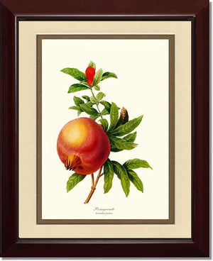 Pomegranate