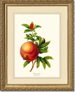 Pomegranate