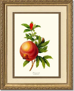 Pomegranate