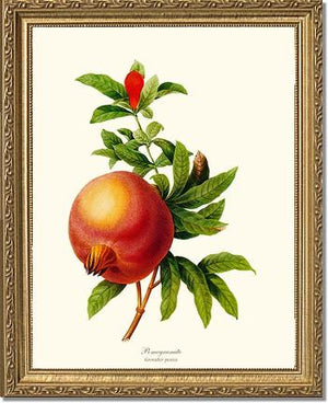 Pomegranate