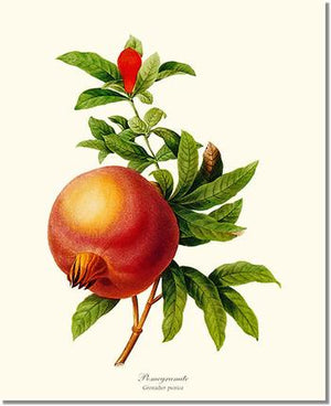 Fruit Print: Pomegranate