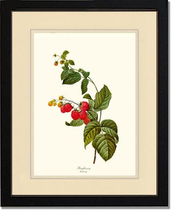 Raspberry | Vintage Redouté's Fruit Art Print