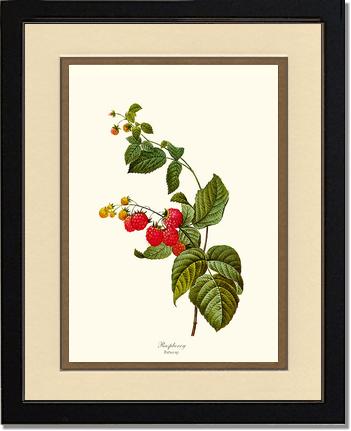 Raspberry | Vintage Redouté's Fruit Art Print