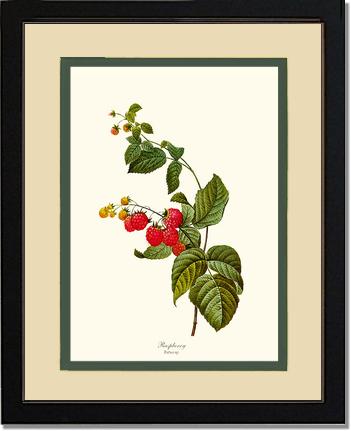 Raspberry | Vintage Redouté's Fruit Art Print
