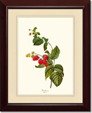 Raspberry | Vintage Redouté's Fruit Art Print