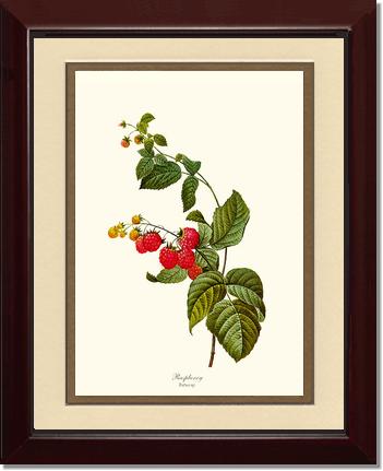 Raspberry | Vintage Redouté's Fruit Art Print