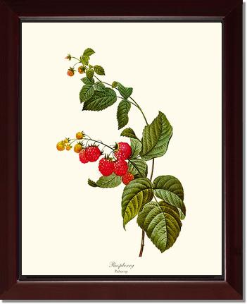 Raspberry | Vintage Redouté's Fruit Art Print