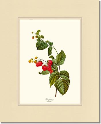 Raspberry | Vintage Redouté's Fruit Art Print