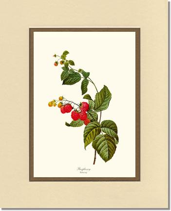 Raspberry | Vintage Redouté's Fruit Art Print