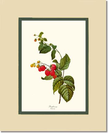 Raspberry | Vintage Redouté's Fruit Art Print