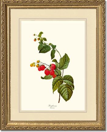 Raspberry | Vintage Redouté's Fruit Art Print