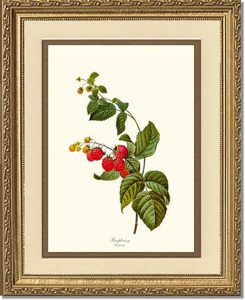 Raspberry | Vintage Redouté's Fruit Art Print