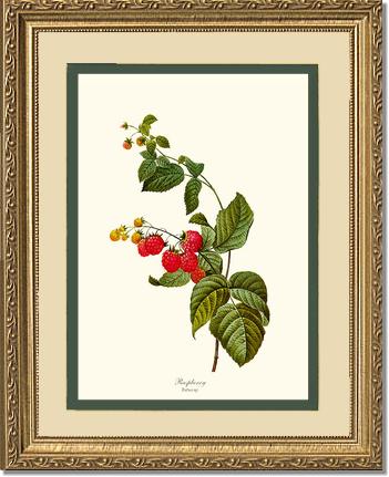 Raspberry | Vintage Redouté's Fruit Art Print