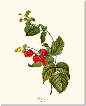 Fruit Print: Raspberry