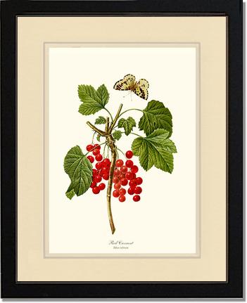 Currant, Red | Vintage Redouté's Fruit Art Print