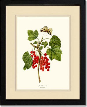 Currant, Red
