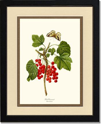 Currant, Red | Vintage Redouté's Fruit Art Print