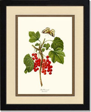 Currant, Red