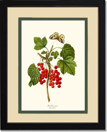Currant, Red | Vintage Redouté's Fruit Art Print