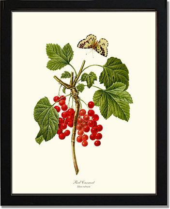 Currant, Red | Vintage Redouté's Fruit Art Print