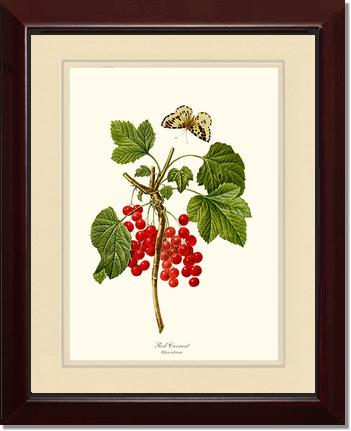 Currant, Red | Vintage Redouté's Fruit Art Print