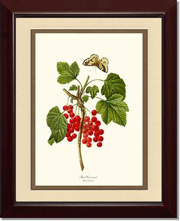 Currant, Red | Vintage Redouté's Fruit Art Print