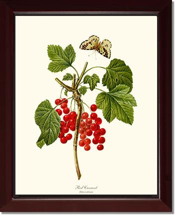 Currant, Red | Vintage Redouté's Fruit Art Print