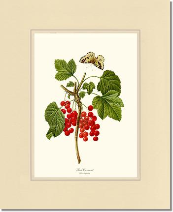 Currant, Red | Vintage Redouté's Fruit Art Print