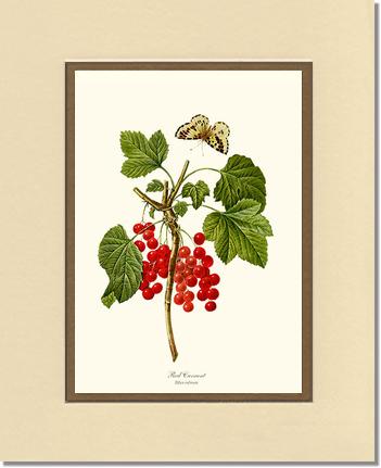 Currant, Red | Vintage Redouté's Fruit Art Print
