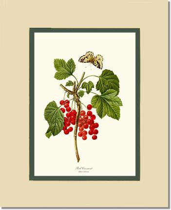 Currant, Red | Vintage Redouté's Fruit Art Print