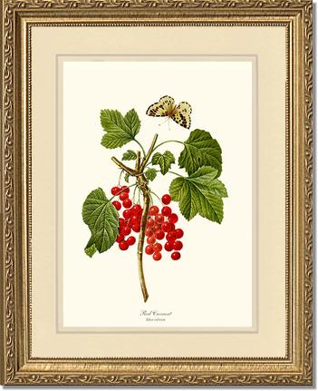 Currant, Red | Vintage Redouté's Fruit Art Print