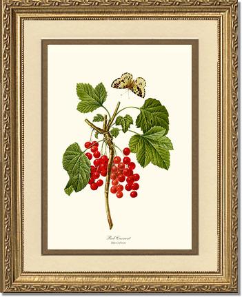 Currant, Red | Vintage Redouté's Fruit Art Print