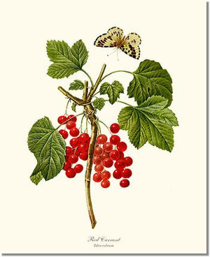 Fruit Print: Currant,  Red