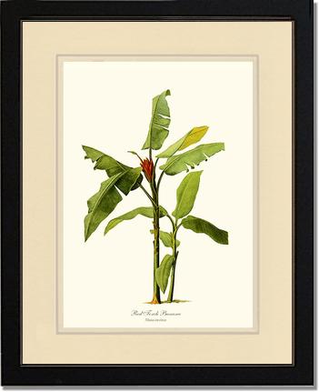 Banana, Red Torch | Vintage Redouté's Fruit Art Print